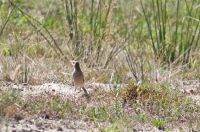 Tawny Pipit - Ruud Bouwman - 24 August 2016