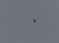 Peregrine - Hein Prinsen - 2 September 2016