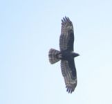 Honey Buzzard - Jacques Bultot - 13 September 2016