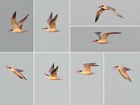 Caspian Tern - René van Rossum - 14 September 2016