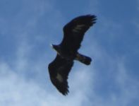 Golden Eagle - Jacques Bultot - 15 September 2016