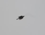 Ring Ouzel - Aat Schaftenaar - 4 October 2016