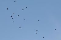 Woodpigeon - Leo de Ree - 17 October 2016