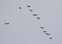 Lapwing - Aat Schaftenaar - 9 February 2017