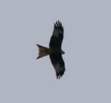 Red Kite - Klaus-Dieter Moormann - 25 February 2017
