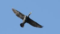 Cormorant - Arjan Boele - 18 April 2017