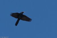 Boat-tailed Grackle - Tom Reed - 18 April 2017