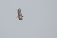 White-tailed Eagle - Reinier Smabers - 7 May 2017