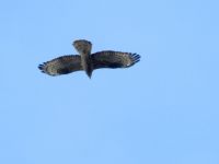 Honey Buzzard - Jan Hein van Steenis - 13 May 2017