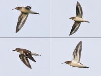 Common Sandpiper - René van Rossum - 15 August 2017