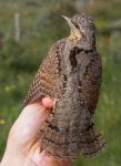 Wryneck - Lars Buckx - 26 August 2017