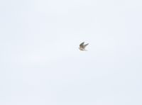 Merlin - Ward De Moor - 16 September 2017