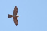 Levant Sparrowhawk - Arjan Boele - 22 September 2017
