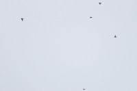 Dunnock - Ran Schols - 26 October 2017