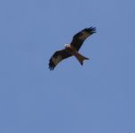 Red Kite - Martine Helleman - 2 November 2017