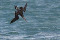 Gannet - Gilles Guillou - 5 November 2017