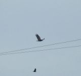 White-tailed Eagle - Klaus-Dieter Moormann - 14 November 2017