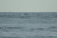 Common Scoter - Gilles Guillou - 17 December 2017