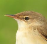 Reed Warbler - Dan Lombard - 7 May 2016