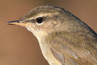 Dusky Warbler - Phylloscopus fuscatus - Vincent van der Spek - 29 October 2021