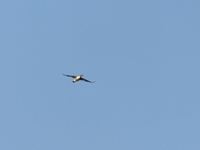 Goosander - Hein Prinsen - 6 March 2022