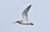 Whimbrel - Numenius phaeopus - johan verloop - 8 April 2022