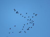 Cormorant - Phalacrocorax carbo - Théo Hurtrel - 4 April 2022