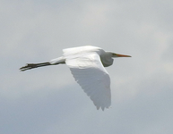 Great White Egret - Ardea alba - Brett Richards - 4 July 2022