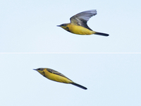 Blue-headed Wagtail - Motacilla flava flava - René van Rossum - 23 August 2022