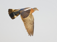 Woodpigeon - Columba palumbus - René van Rossum - 3 September 2022