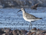 Curlew Sandpiper - Calidris ferruginea - John Kemp - 10 September 2022