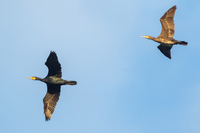 Cormorant - Jens Goos - 16 October 2022