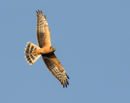 Pallid Harrier - Circus macrourus - Gert Vandezande - 19 October 2022
