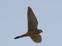 Kestrel - Falco tinnunculus - Eddy Vaes - 30 October 2022
