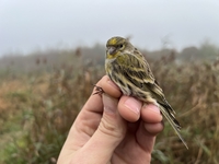 Serin - Serinus serinus - Loïc Leducq - 12 November 2022