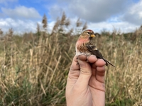 Lesser Redpoll - Acanthis cabaret - Loïc Leducq - 4 November 2022