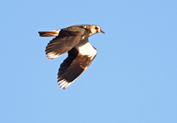 Lapwing - René van Rossum - 27 February 2023
