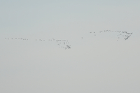 Black-tailed Godwit - Arjan Loeve - 15 April 2023
