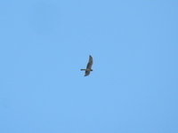 Montagu's Harrier - Eddy Scheinpflug - 4 May 2023