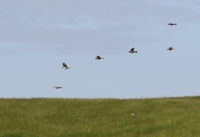 Tree Sparrow - Passer montanus - Will Scott - 7 July 2023