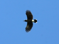 Nutcracker - Nucifraga caryocatactes - Cees Witkamp - 24 September 2023