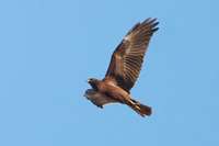 Marsh Harrier - Circus aeruginosus - Thierry Chaurand - 15 October 2023