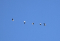 Black-headed Gull - Chroicocephalus ridibundus - Will Scott - 24 February 2024