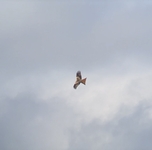 Red Kite - Milvus milvus - Jeroen Willems - 2 March 2024