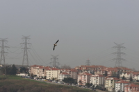 Egyptian Vulture - Neophron percnopterus - Can YENIYURT - 1 April 2024