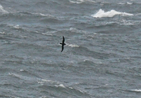 Manx Shearwater - Puffinus puffinus - John Kemp - 15 April 2024