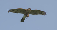 Sparrowhawk - Accipiter nisus - Jorick van de Westeringh - 4 May 2024