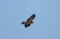 Honey Buzzard - Pernis apivorus - Cees Witkamp - 27 August 2024