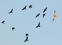 Short-eared Owl - Asio flammeus - René van Rossum - 4 October 2024