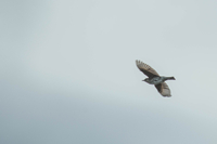 Song Thrush - Turdus philomelos - Noé Ferrari - 6 October 2024